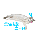 Ragdoll Cat Michael（個別スタンプ：18）