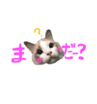 Ragdoll Cat Michael（個別スタンプ：19）