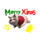 Ragdoll Cat Michael（個別スタンプ：20）