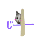 Ragdoll Cat Michael（個別スタンプ：22）