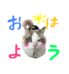 Ragdoll Cat Michael（個別スタンプ：24）
