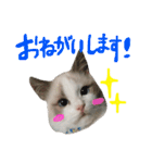 Ragdoll Cat Michael（個別スタンプ：25）