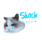 Ragdoll Cat Michael（個別スタンプ：26）