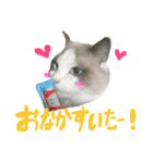 Ragdoll Cat Michael（個別スタンプ：27）