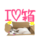 Ragdoll Cat Michael（個別スタンプ：28）