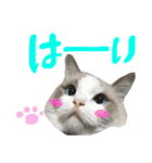Ragdoll Cat Michael（個別スタンプ：29）