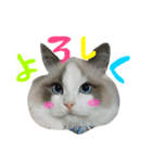 Ragdoll Cat Michael（個別スタンプ：31）