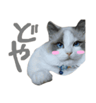 Ragdoll Cat Michael（個別スタンプ：32）