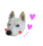 柴犬ぺろさん（個別スタンプ：1）