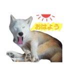 柴犬ぺろさん（個別スタンプ：2）