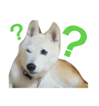 柴犬ぺろさん（個別スタンプ：3）
