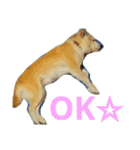柴犬ぺろさん（個別スタンプ：4）