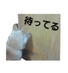 柴犬ぺろさん（個別スタンプ：5）