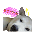 柴犬ぺろさん（個別スタンプ：6）