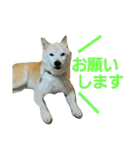 柴犬ぺろさん（個別スタンプ：7）