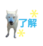 柴犬ぺろさん（個別スタンプ：8）