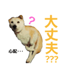 柴犬ぺろさん（個別スタンプ：9）