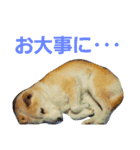 柴犬ぺろさん（個別スタンプ：10）
