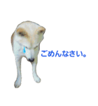 柴犬ぺろさん（個別スタンプ：12）