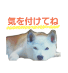 柴犬ぺろさん（個別スタンプ：13）