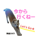 柴犬ぺろさん（個別スタンプ：14）
