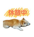 柴犬ぺろさん（個別スタンプ：15）