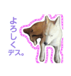 柴犬ぺろさん（個別スタンプ：16）