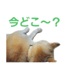 柴犬ぺろさん（個別スタンプ：17）