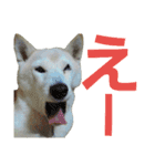 柴犬ぺろさん（個別スタンプ：18）