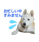 柴犬ぺろさん（個別スタンプ：19）