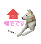 柴犬ぺろさん（個別スタンプ：20）