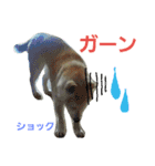 柴犬ぺろさん（個別スタンプ：21）
