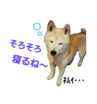 柴犬ぺろさん（個別スタンプ：22）