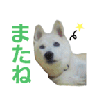 柴犬ぺろさん（個別スタンプ：23）
