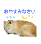 柴犬ぺろさん（個別スタンプ：24）