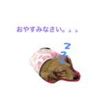ミニチュアダックスフントのくるみちゃん（個別スタンプ：1）
