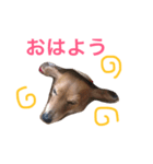 ミニチュアダックスフントのくるみちゃん（個別スタンプ：2）