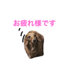 ミニチュアダックスフントのくるみちゃん（個別スタンプ：4）