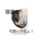 5ニャンと下僕の日々 3（個別スタンプ：1）