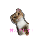 5ニャンと下僕の日々 3（個別スタンプ：2）