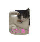 5ニャンと下僕の日々 3（個別スタンプ：4）