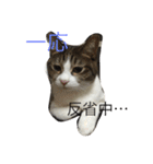 5ニャンと下僕の日々 3（個別スタンプ：8）