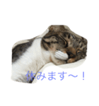 5ニャンと下僕の日々 3（個別スタンプ：10）