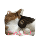 5ニャンと下僕の日々 3（個別スタンプ：14）