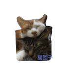 5ニャンと下僕の日々 3（個別スタンプ：15）