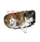 5ニャンと下僕の日々 3（個別スタンプ：16）
