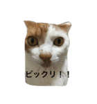 5ニャンと下僕の日々 3（個別スタンプ：17）
