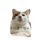 5ニャンと下僕の日々 3（個別スタンプ：18）