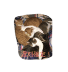 5ニャンと下僕の日々 3（個別スタンプ：19）