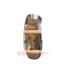 5ニャンと下僕の日々 3（個別スタンプ：21）